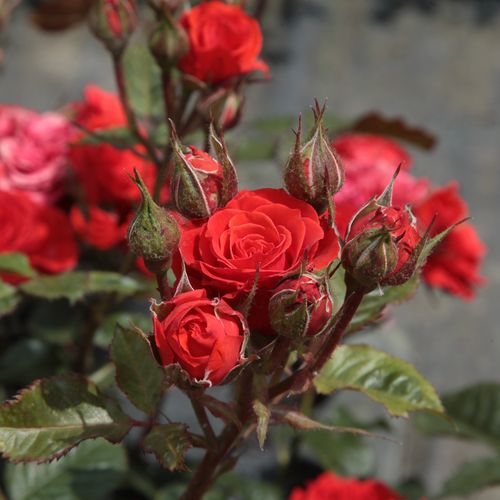 Rosa Borsod - roșu - Trandafir copac cu trunchi înalt - cu flori tip trandafiri englezești - coroană tufiș